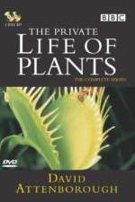 Watch The Private Life of Plants 2KMovies