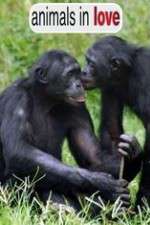 Watch Animals in Love 2KMovies