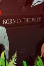 Watch Born In The Wild 2KMovies