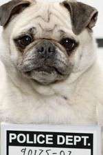 Watch Secret Life of Dogs 2KMovies