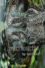 Watch Insect Dissection How Insects Work 2KMovies