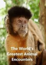 Watch World's Greatest Animal Encounters 2KMovies