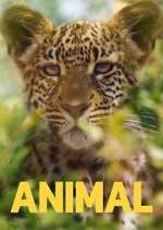Watch Animal 2KMovies