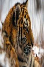 Watch Operation Snow Tiger 2KMovies