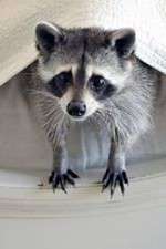 Watch Ingenious Animals 2KMovies