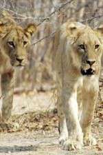 Watch Lion Country: Night and Day 2KMovies