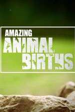 Watch Amazing Animal Births 2KMovies