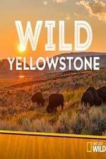 Watch Wild Yellowstone 2KMovies