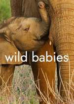 Watch Wild Babies 2KMovies