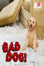Watch Bad Dog! 2KMovies