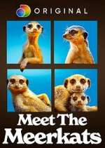 Watch Meet the Meerkats 2KMovies