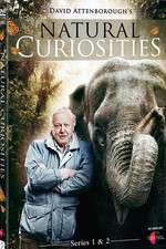 Watch Natural Curiosities 2KMovies