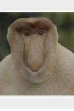 Watch Wildest Islands of Indonesia 2KMovies